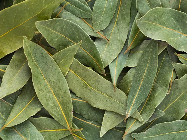 Bulk Bay Leaves from Egypt